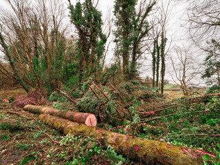 Wall Mural - A road with trees on either side and a large fallen tree in the middle. The road is covered in leaves and debris, powerful storm damage result.