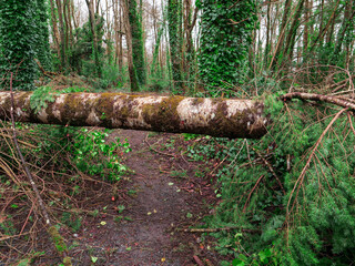 Wall Mural - A road with trees on either side and a large fallen tree in the middle. The road is covered in leaves and debris, powerful storm damage result.