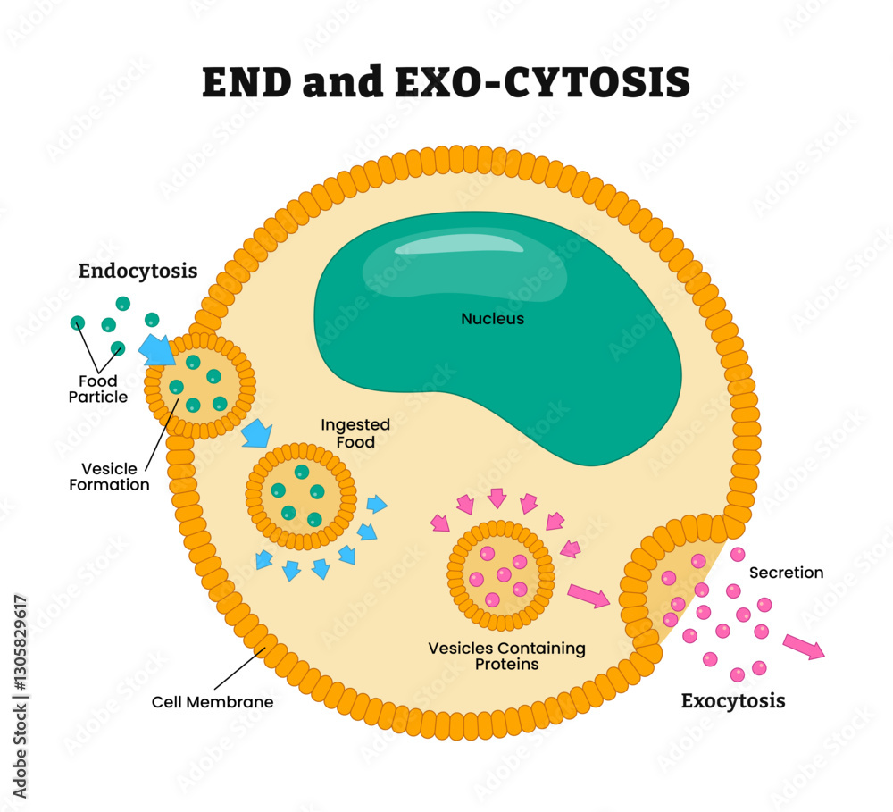 Endocytosis and Exocytosis process diagram poster design, labeled food ...