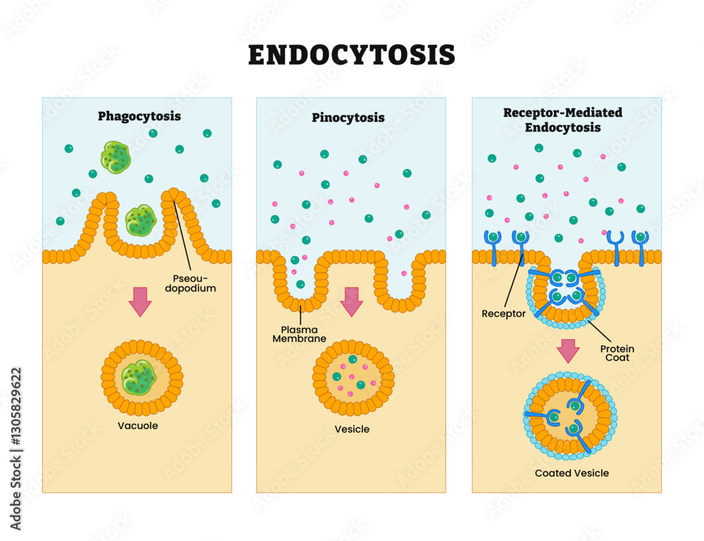 Endocytosis process diagram with side view, labeled Phagocytosis ...