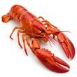 © Ngoc - A red lobster on a white background