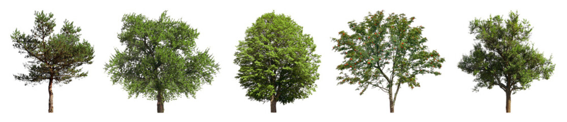 Set of different trees isolated on white