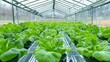 © thanarak - Vibrant hydroponics system inside a modern transparent greenhouse showcasing efficient and sustainable indoor agricultural farming with lush leafy greens