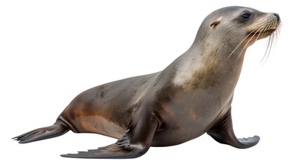 sea lion on white
