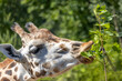 © milkovasa - Portrait of a giraffe feeding on leaves from a branch