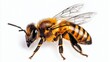 © Oat_Photo - Detailed Honey Bee Sketch  Entomology  Insect Closeup  Nature  Wildlife  Pollinator