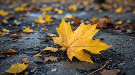 Wall Mural - vibrant yellow maple leaf resting on a textured ground amidst scattered autumn foliage on a chilly d