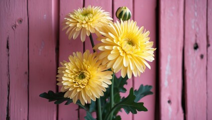Wall Mural - yellow chrysanthemum flowers against a pink wooden background creating a vibrant and cheerful floral