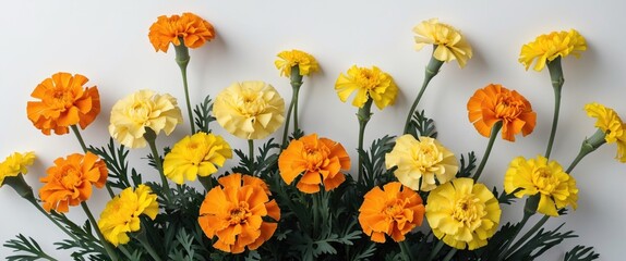 Wall Mural - bright yellow and orange marigold flowers isolated on white background with green foliage and copy s