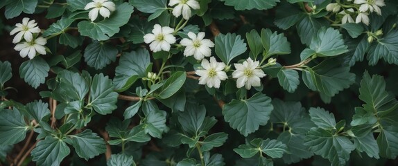 Wall Mural - woody herbaceous climbing shrub with white flowers and opposing leaves featuring empty copy space fo