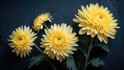 Wall Mural - vibrant yellow chrysanthemum flowers arranged on a textured dark background showcasing natural beaut
