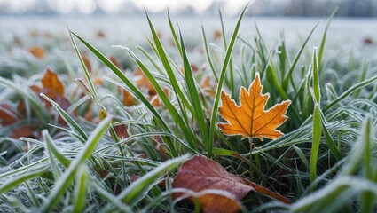 Wall Mural - Frost-covered grass with vibrant autumn leaves creating a picturesque winter landscape showcasing nature's seasonal transition.