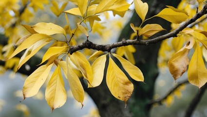 Wall Mural - vibrant yellow oak leaves gracefully adorn a branch showcasing the beauty of autumn foliage in natur