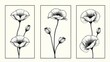 © Meng - Detailed illustrations of poppies, captured in a minimalist style across four separate rectangular sections.