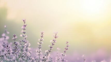 Poster - Beautiful soft gradient background with delicate wildflowers swaying in the gentle breeze during golden hour light