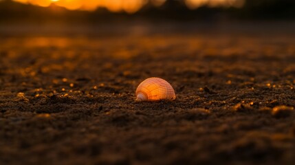 Poster - A single seashell rests on a sandy surface, embellished with shiny golden grains, while warm sunlight highlights its intricate details at sunset
