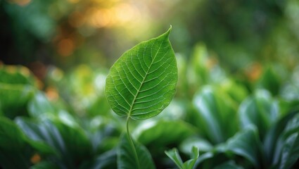 Aufkleber - Detailed shot of a vibrant green leaf amidst soft foliage in a garden, providing space for text. Represents ecological themes and a backdrop of lush plants.
