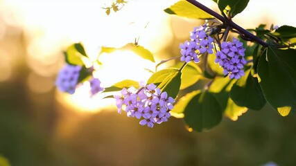 Wall Mural - Gentle Spring Breeze Moves Flowering Lilac Branches Sun Shines Through Creating Beautifully Lit Natural Scene HD Video