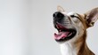 © CreativeBro - sleepy dog against a white backdrop, emphasizing the snout