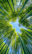 © Lucianastudio - Tranquil bamboo forest canopy reaching skyward in lush green with ethereal view up into blue sky