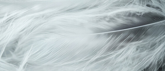 Poster - close up of delicate white bird feathers showcasing their soft texture and intricate details