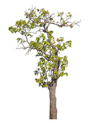Wall Mural - single tree isolated on transparent background with clipping path and alpha channel