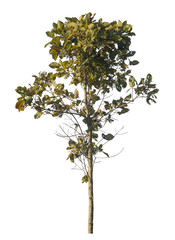 Fototapete - Single tree isolated on transparent background with clipping path and alpha channel