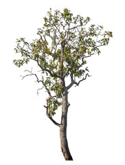 Wall Mural - single tree isolated on transparent background with clipping path and alpha channel