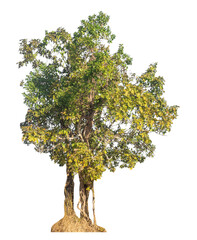 Wall Mural - single tree isolated on transparent background with clipping path and alpha channel