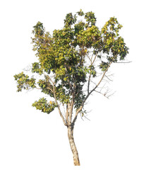 Wall Mural - single tree isolated on transparent background with clipping path and alpha channel
