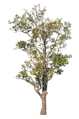 Wall Mural - single tree isolated on transparent background with clipping path and alpha channel