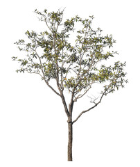 Fototapete - Single tree isolated on transparent background with clipping path and alpha channel