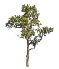 Fototapete - Single tree isolated on transparent background with clipping path and alpha channel