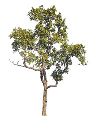 Wall Mural - single tree isolated on transparent background with clipping path and alpha channel