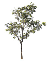 Fototapete - Single tree isolated on transparent background with clipping path and alpha channel