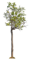 Fototapete - Single tree isolated on transparent background with clipping path and alpha channel