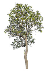 Fototapete - Single tree isolated on transparent background with clipping path and alpha channel