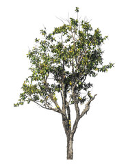 Wall Mural - single tree isolated on transparent background with clipping path and alpha channel