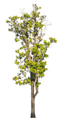 Wall Mural - single tree isolated on transparent background with clipping path and alpha channel