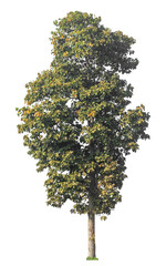 Fototapete - Single tree isolated on transparent background with clipping path and alpha channel