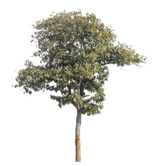 Fototapete - Single tree isolated on transparent background with clipping path and alpha channel