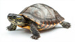 © MDAzad - A cute turtle calmly resting
