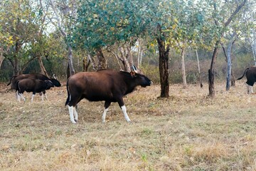 Wall Mural - wild indian bisons in a forest clearing.
