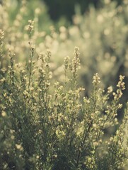 Wall Mural - delicate wildflowers bloom, creating an ethereal and tranquil nature scene