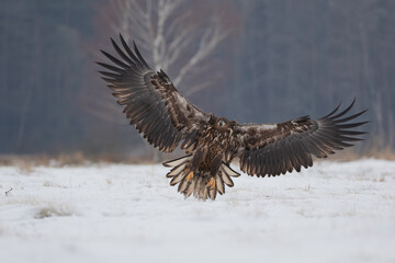 Wall Mural - An eagle with large spread wings landing on a winter meadow