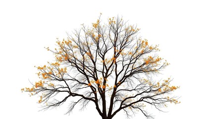Wall Mural - Lone deciduous tree, branches reaching skyward, stark white backdrop, deciduous, landscape