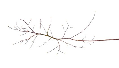 Wall Mural - Delicate, bare branches isolated against a pure white backdrop, isolated, tranquil