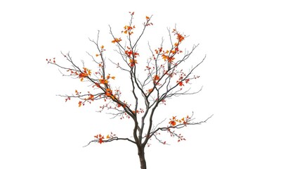 Wall Mural - Single deciduous tree, stark branches against pure white, botany, ecology