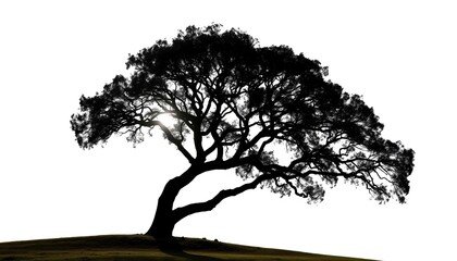 Wall Mural - Single, majestic tree silhouetted against a bright white backdrop, calm, minimalist