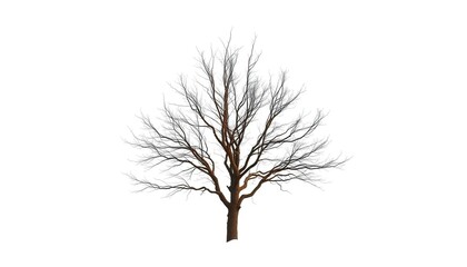 Wall Mural - Lone tree, stark branches against pure white backdrop, simple, plant